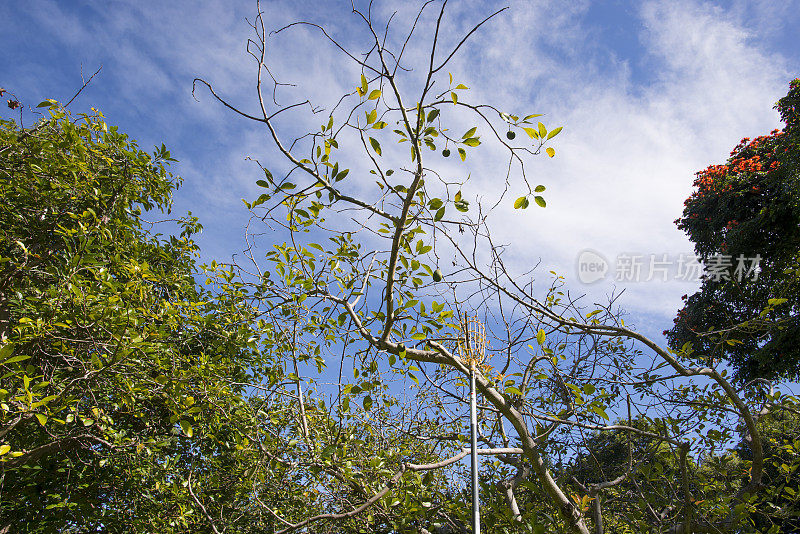 在夏威夷的一个农场使用水果采摘工具