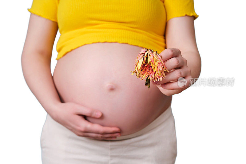 一个孕妇手里拿着一朵干花，孤零零地放在白色背景上