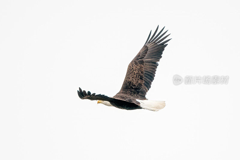 在美国西部蒙大拿州鸟巢附近飞行的秃鹰。