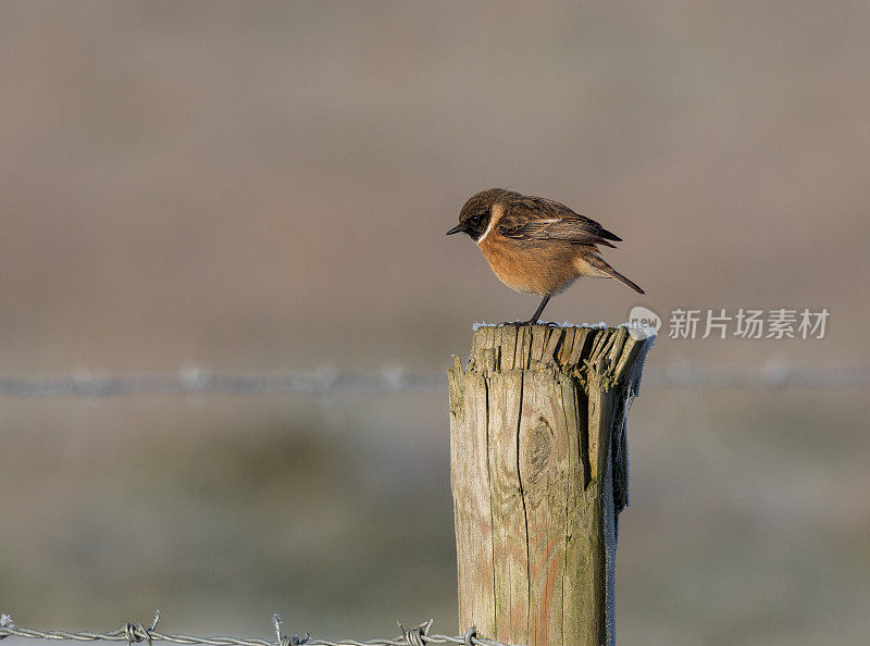 冬天，一只雄性石嘴鸟站在结霜的木栅栏上