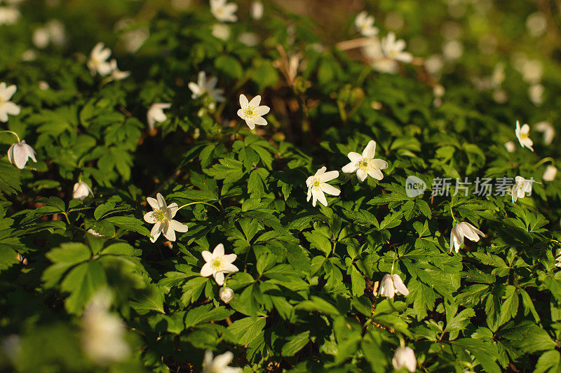 精灵森林。春天的花朵