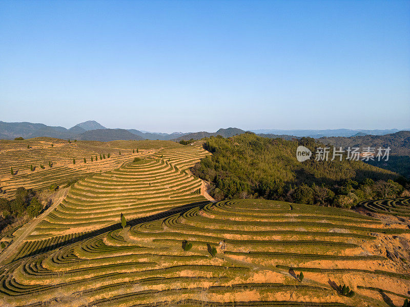 阳光明媚的茶园梯田