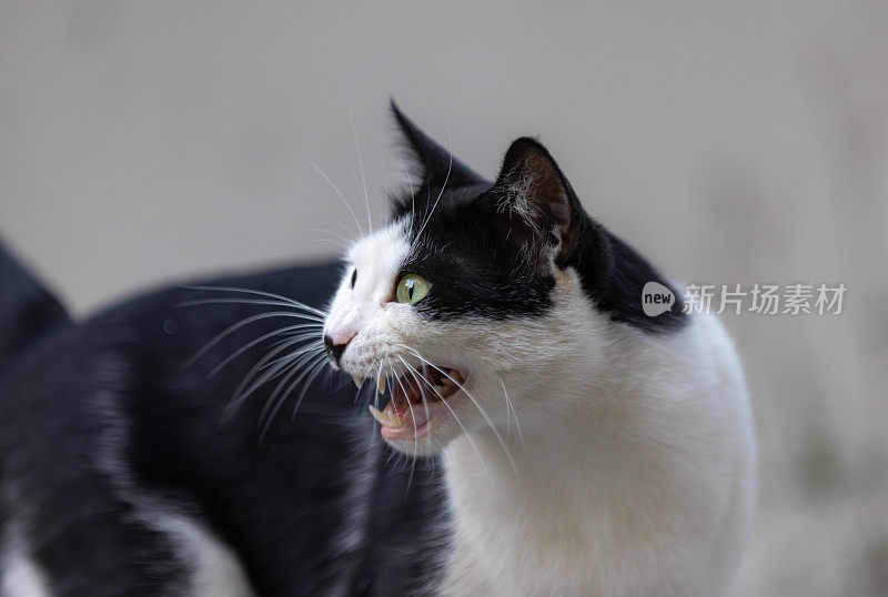 黑白相间的流浪猫。