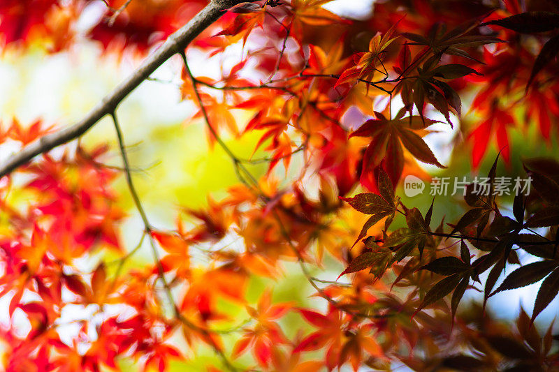 京都夏天的秋叶