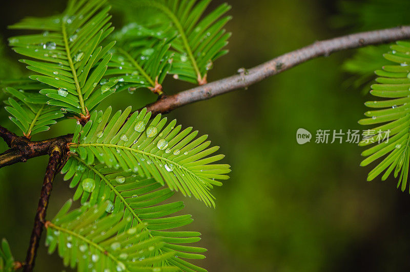 芽，松树，松芽糖浆，消费主义，欧洲