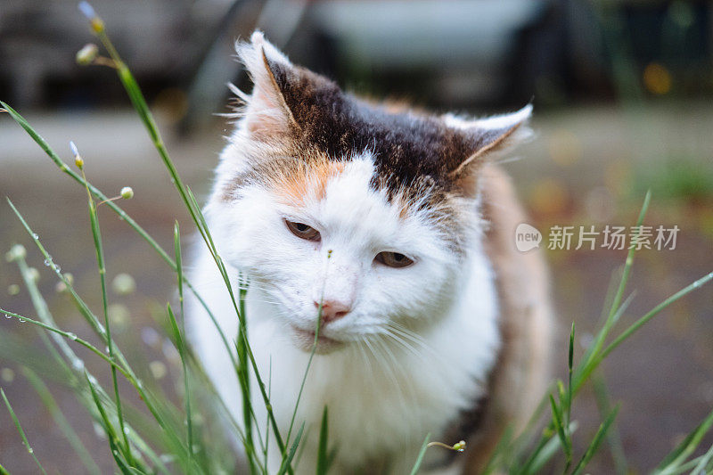 巷子里一只长毛印花猫的形象