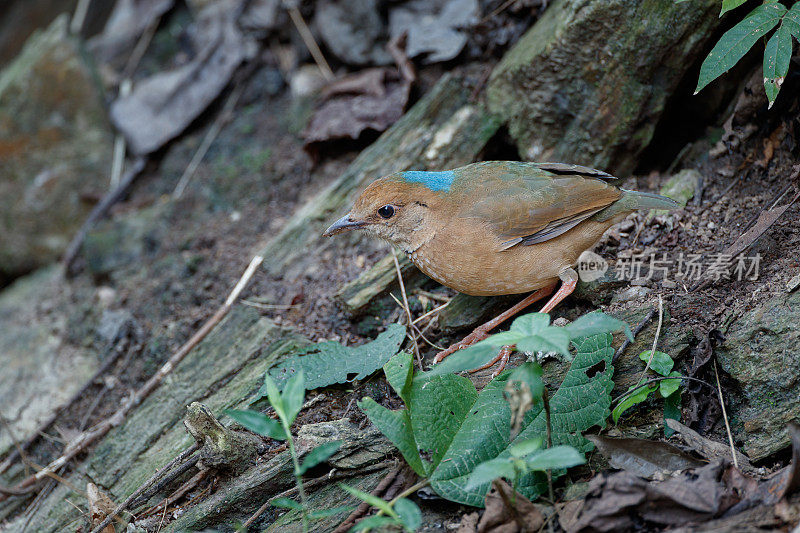 琵塔鸟:成年雄性蓝枕琵塔鸟(nipalhydrornis)。