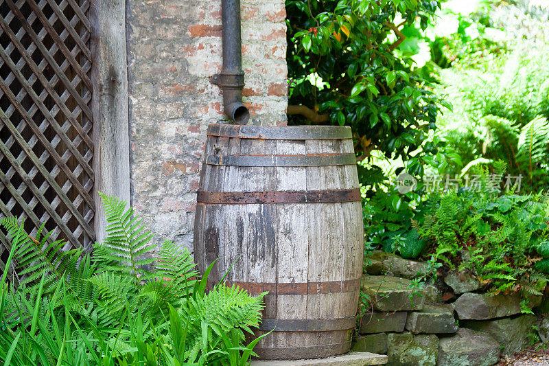 老式的木制啤酒桶被用作乡村花园的雨桶，收集雨水，帮助应对气候变化和全球变暖导致的水资源短缺。