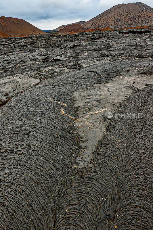 莎莉轻足蟹，葡萄，埃加斯港，詹姆斯岛，圣地亚哥岛，圣地亚哥岛，加拉帕戈斯群岛国家公园，厄瓜多尔。节肢动物门甲壳纲动物。