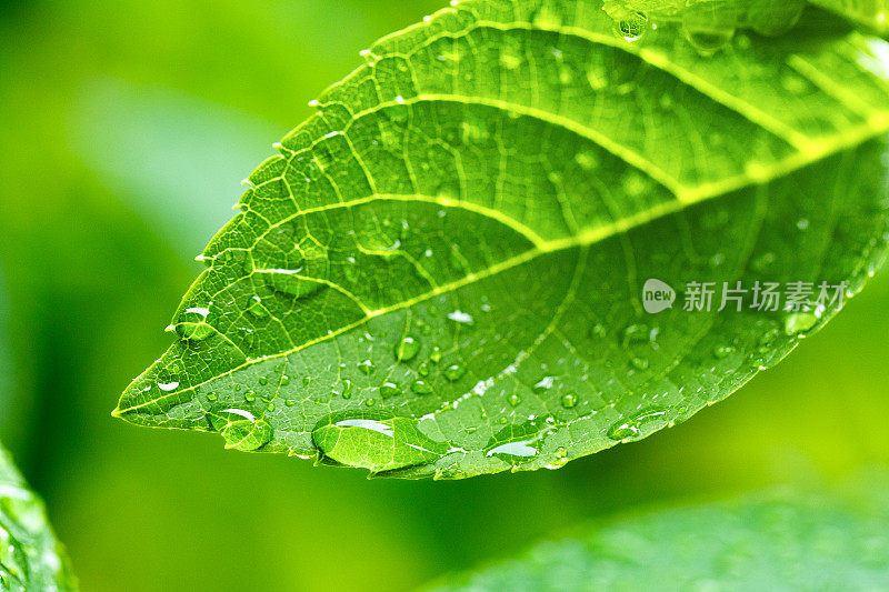 雨滴落在树叶上