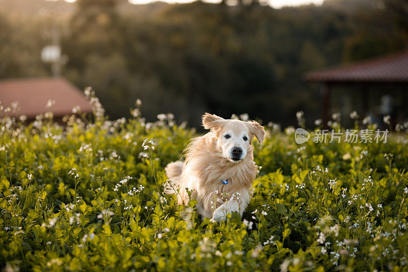 一只金毛猎犬在花丛中奔跑