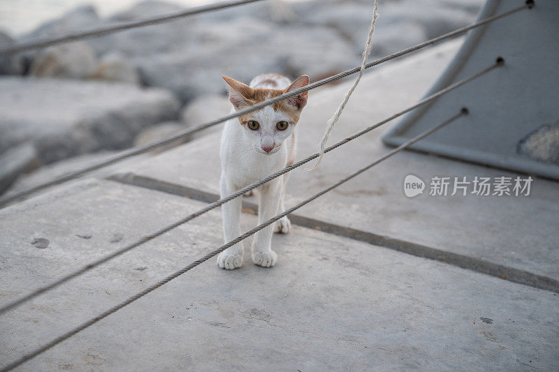 猫的凝视不受束缚:通过电线的好奇心