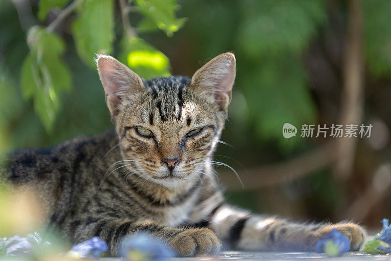 流浪小猫的肖像。