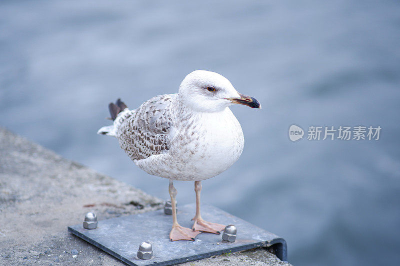 海鸥