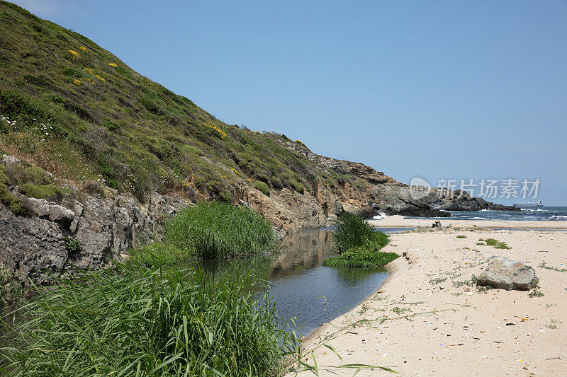 河流在森林与绿色沼泽水在夏季