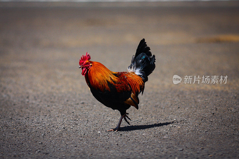 过马路的鸡