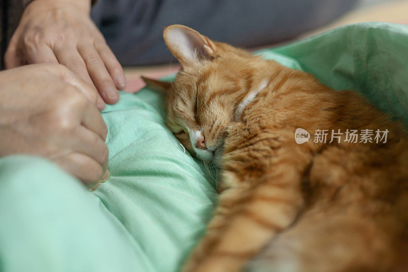 女人和她的猫