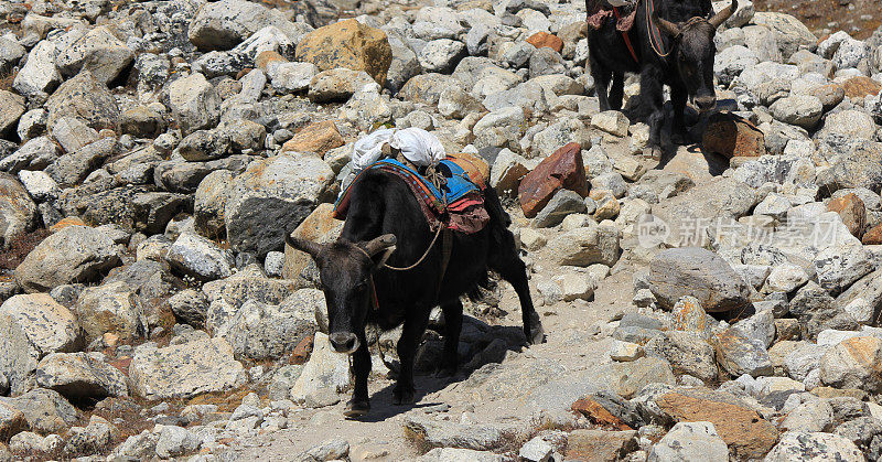 Dzo是尼泊尔牛和牦牛的杂交品种，正在向珠峰大本营运送货物。