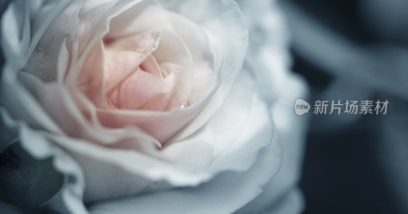 美丽的粉色玫瑰在冷色调下看起来很浪漫。