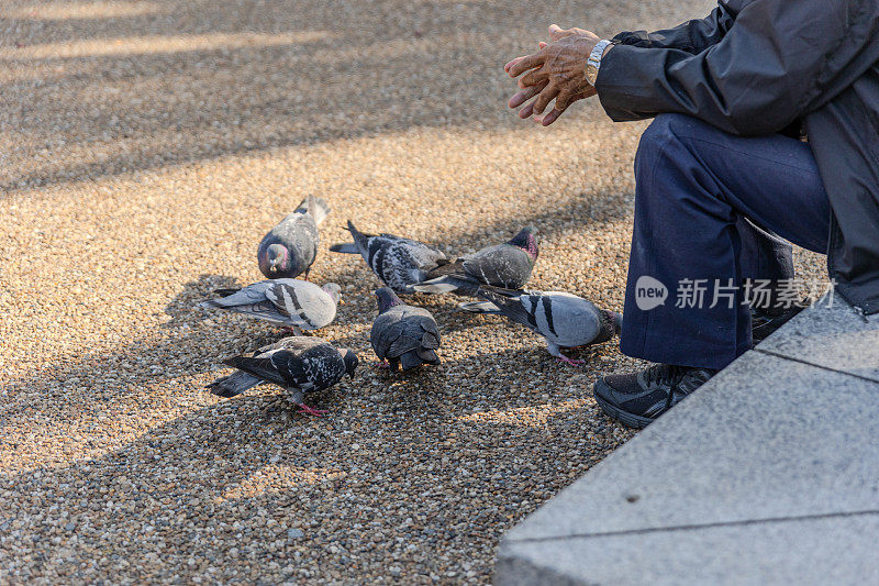 老人在日本大阪天王寺公园喂鸽子