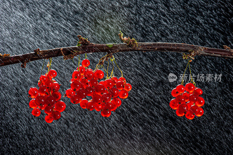 红醋栗在秋雨中