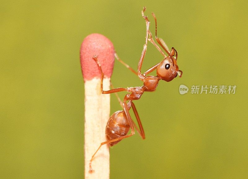 蚂蚁爬火柴-动物行为。