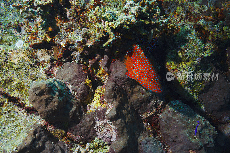 珊瑚石斑鱼珊瑚礁水下鱼群的红海鱼类(鳞片anthias)在背景。珊瑚