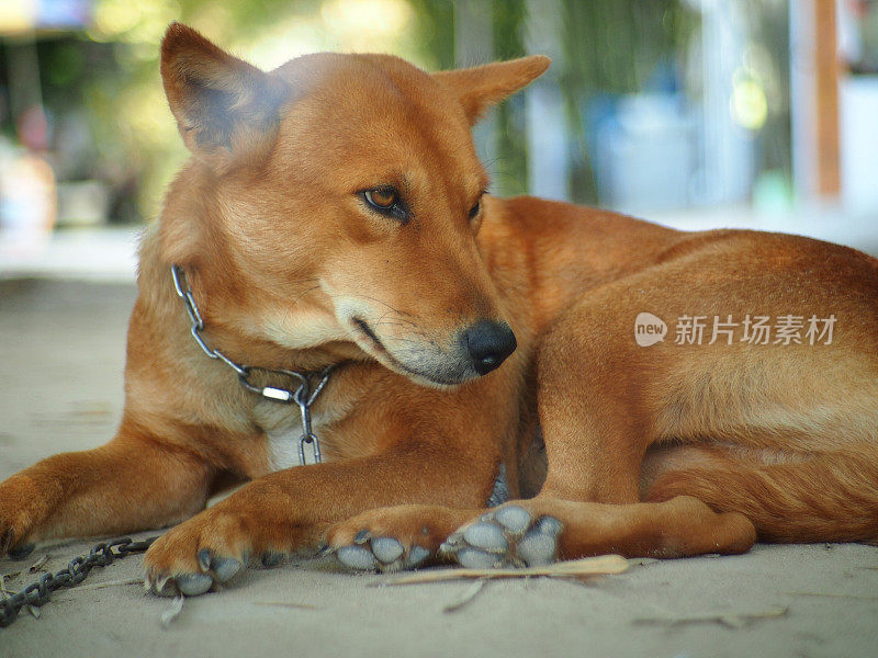 可怜的拴着链子的狗