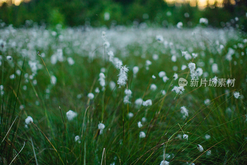 马什绒毛。绿草如茵，鲜花盛开。