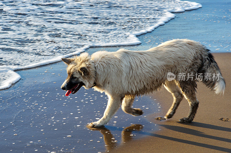 在退潮的沙滩上，一只大型白色杂种狗在水边的湿沙中奔跑。