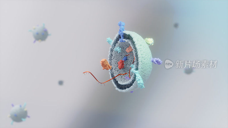 小细胞外囊泡(外泌体，mv)的3D图