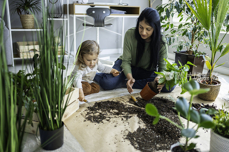 家庭园艺。妈妈和孩子重新盆栽室内植物。