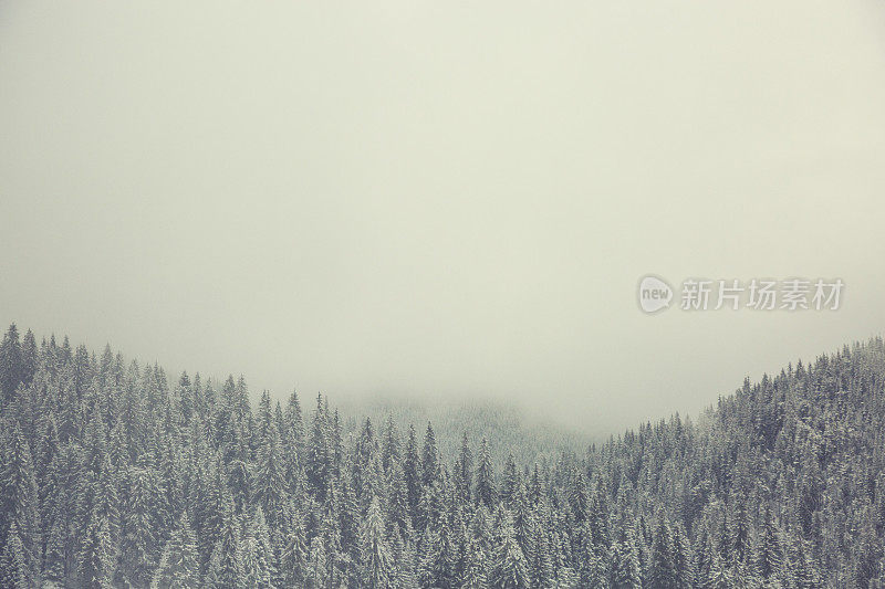 山顶上有一片白雪覆盖的森林