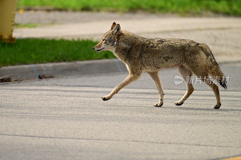 都市野生动物一只失去栖息地的土狼走过一条街