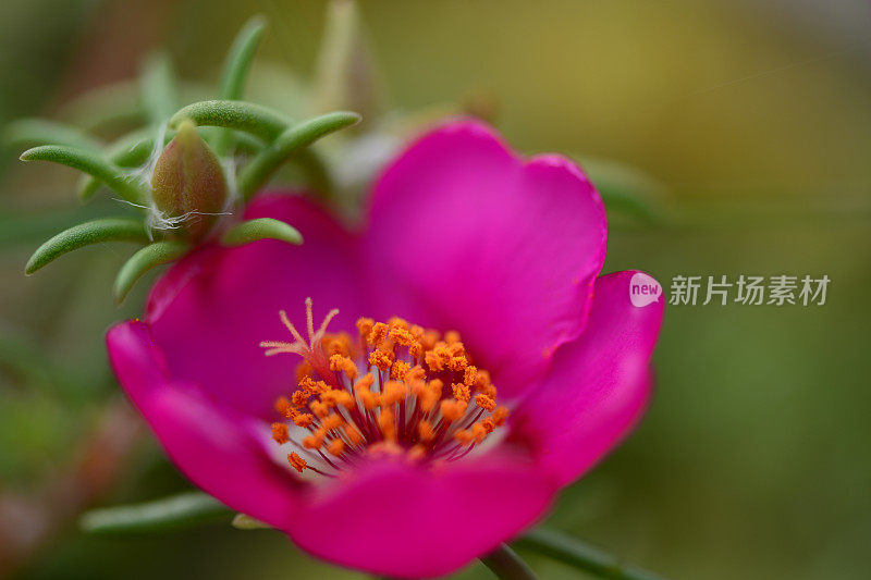 罗斯・莫斯，太阳植物，11点钟方向