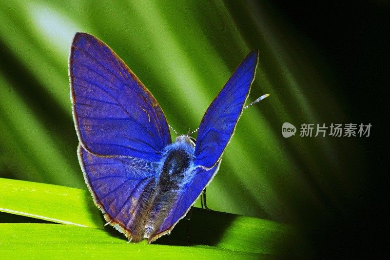 蓝蝴蝶在绿叶上展开翅膀。