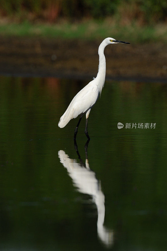 小白鹭(白鹭)