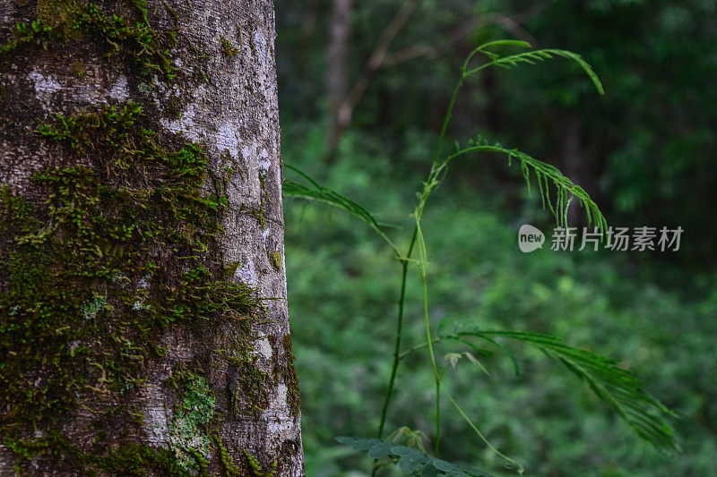 森林里长满苔藓的树