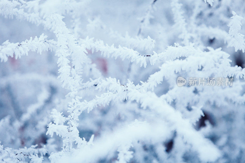 冬天的风景-树被雪覆盖