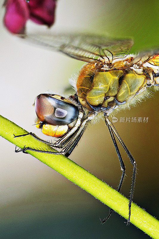 绿色树枝上的蜻蜓。