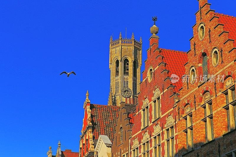 鸟飞过布鲁日钟楼和典型的比利时建筑-古城-比利时