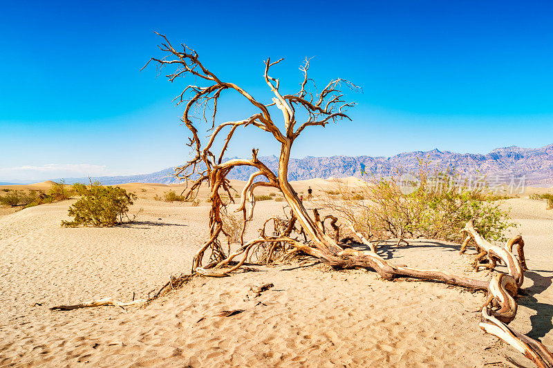 美国加州死亡谷国家公园牧豆树平原沙丘