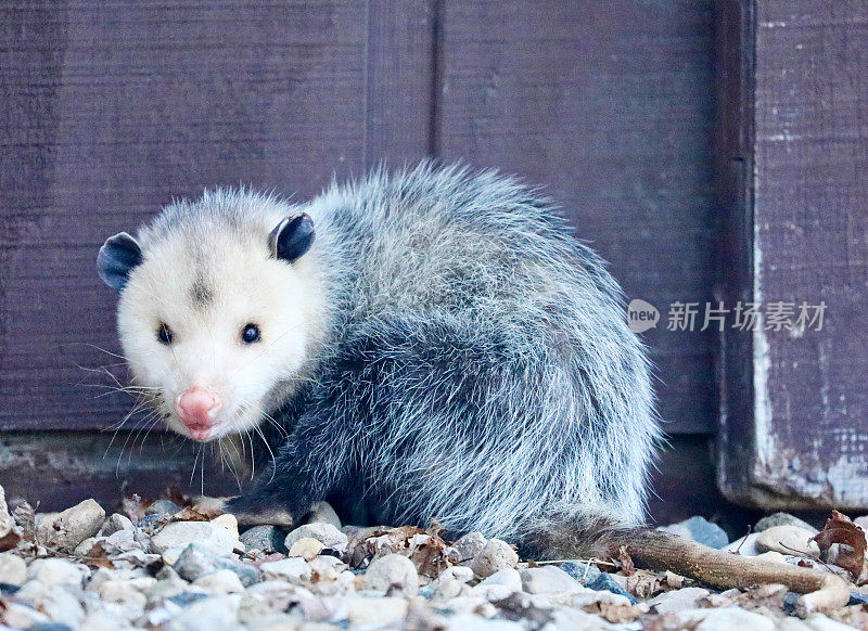 冬天，一只野生负鼠站在建筑物外