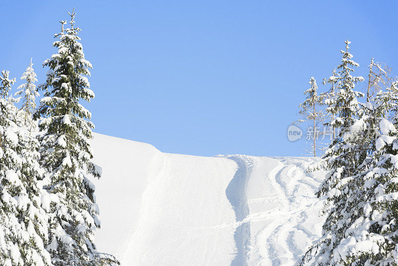 冬季高山云杉林中的高山滑雪坡道