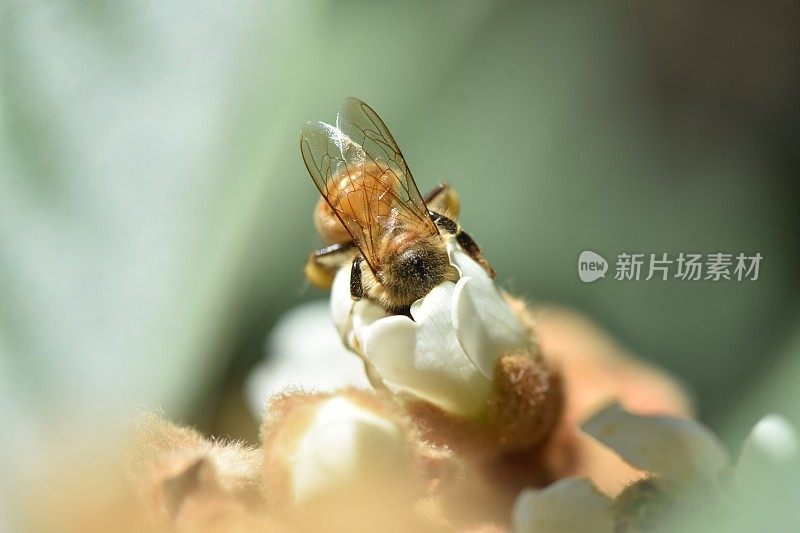 近距离观察一只蜜蜂从一朵花中吸食花蜜