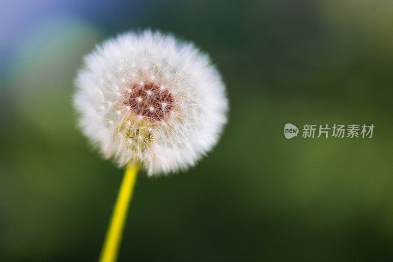 花园里的蒲公英花和种子的微距图像