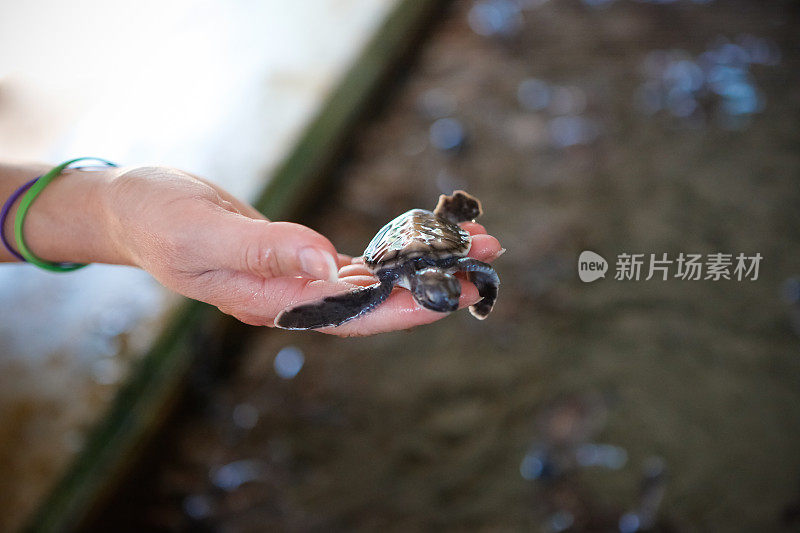 手握小海龟