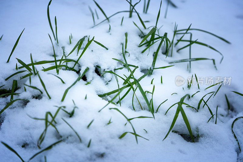 草地上覆盖着一层厚厚的雪