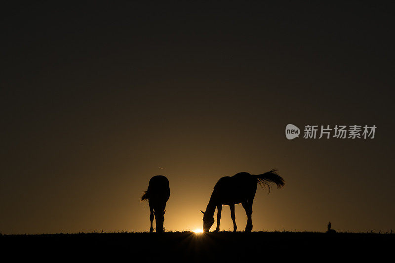 地平线上的马