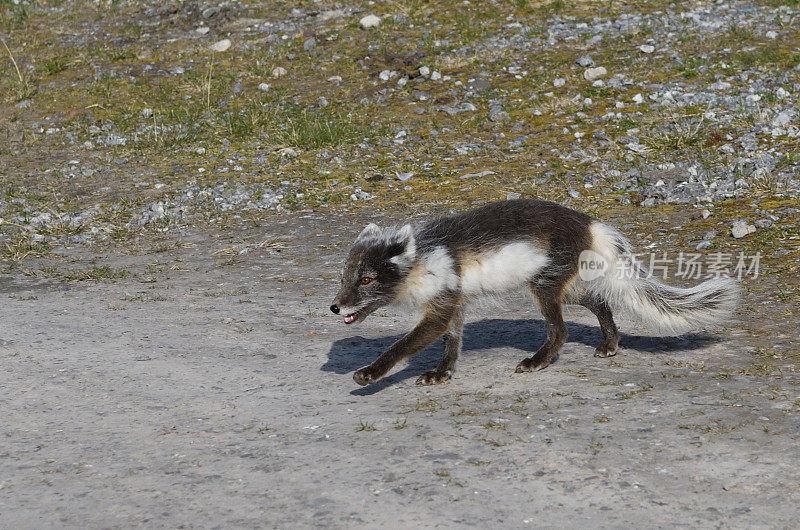北极狐在斯瓦尔巴群岛